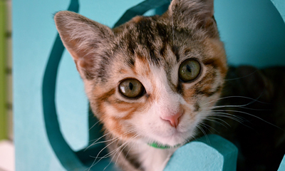 Young kitten peeks out of a box